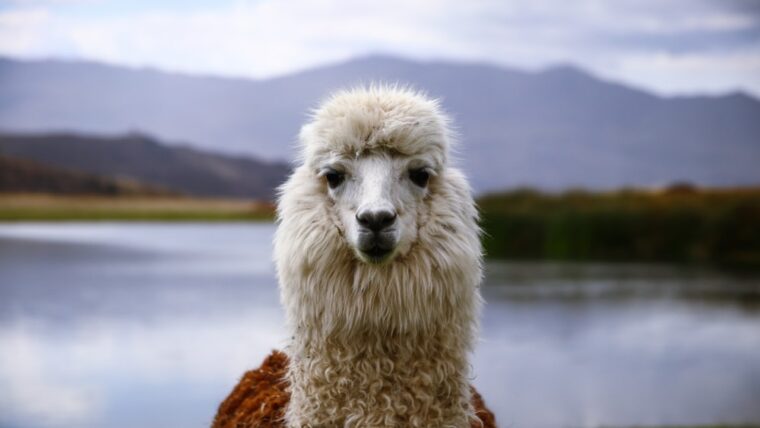 Alpaca Derivatives Secures FCM Registration with CFTC